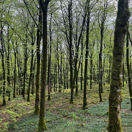 Mullaghmeen Forest Mullingar Buitenkant foto