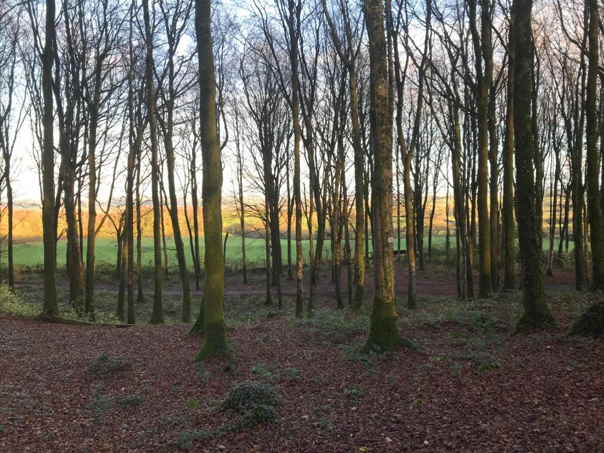 Mullaghmeen Forest Mullingar Buitenkant foto
